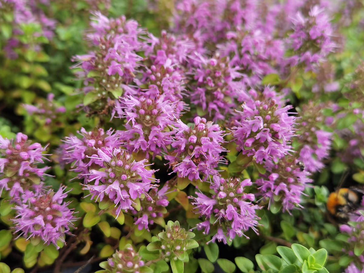 Thymus comosus